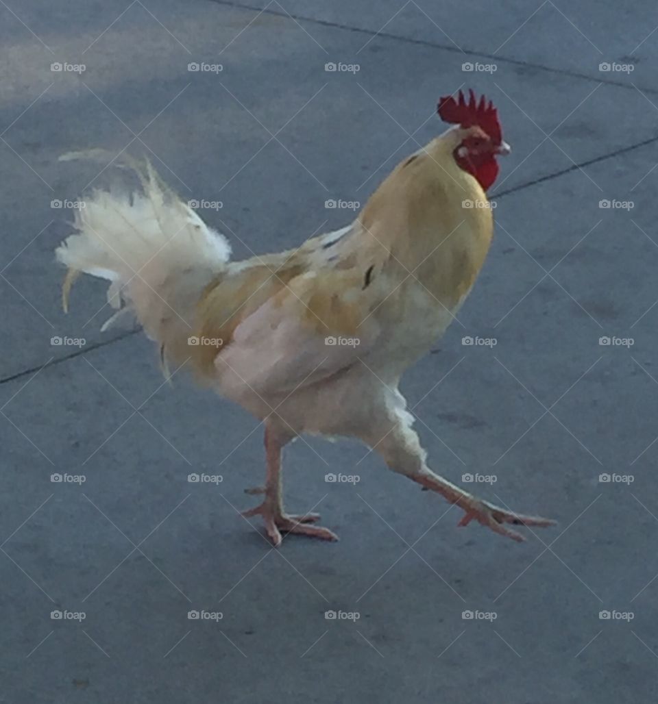 Galloping chicken