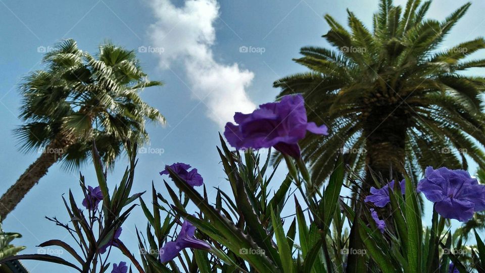 Purple flowers and palm trees.