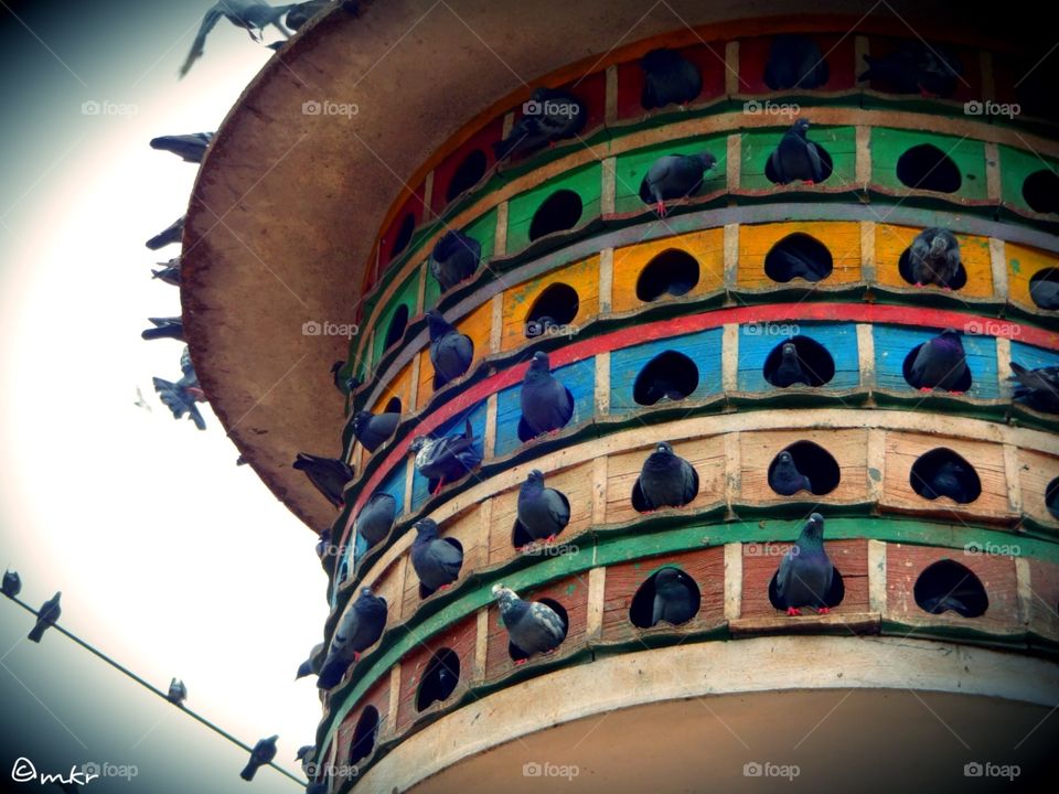 Pigeon house. Pigeon house in hyderabad