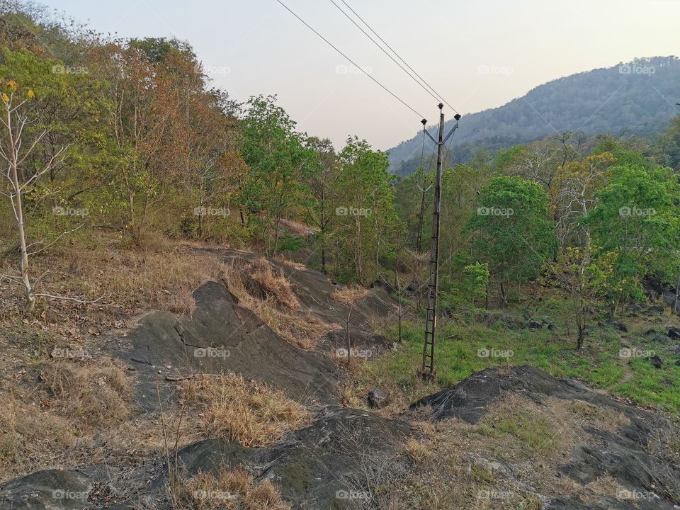 Forest view in summer