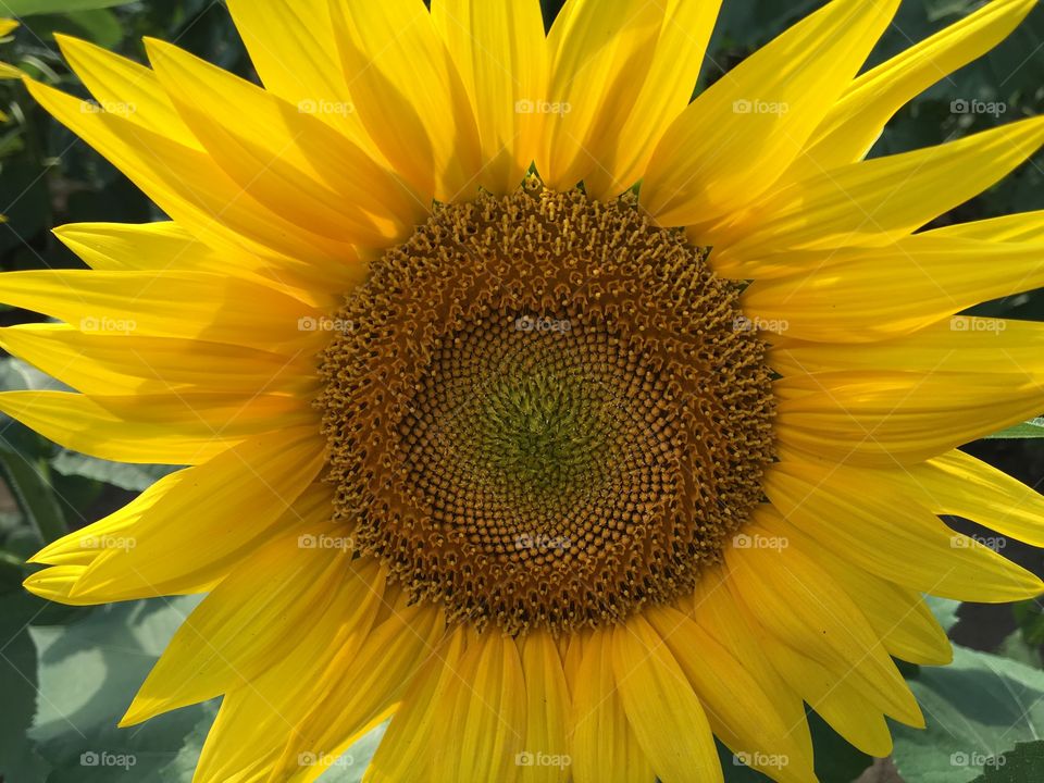 Sunflower 
