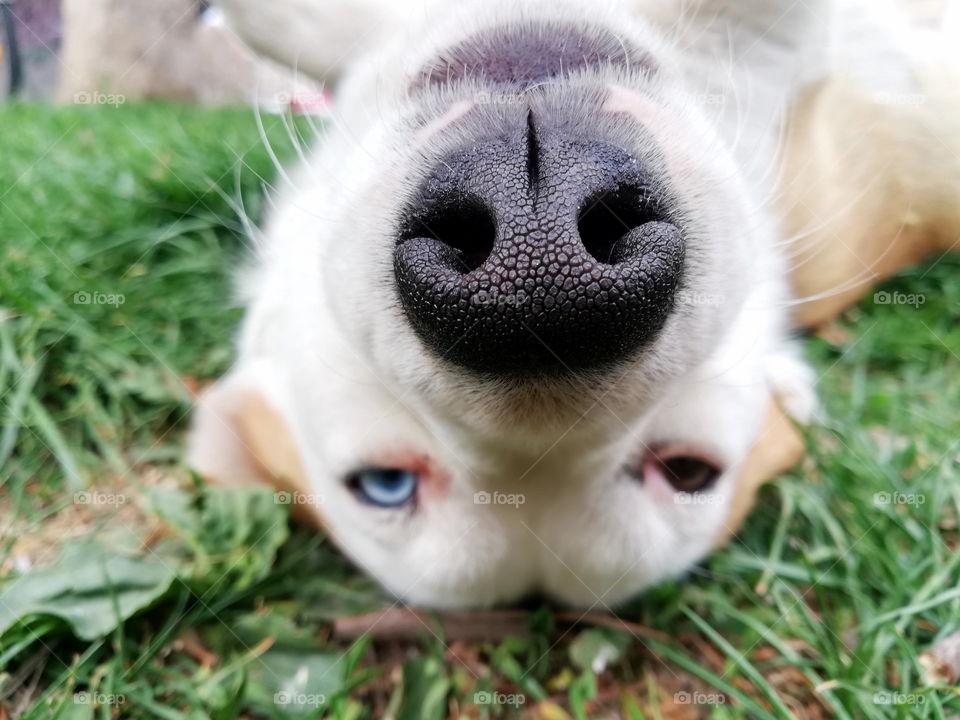Cute dog with different eye colours while focus is on his nose