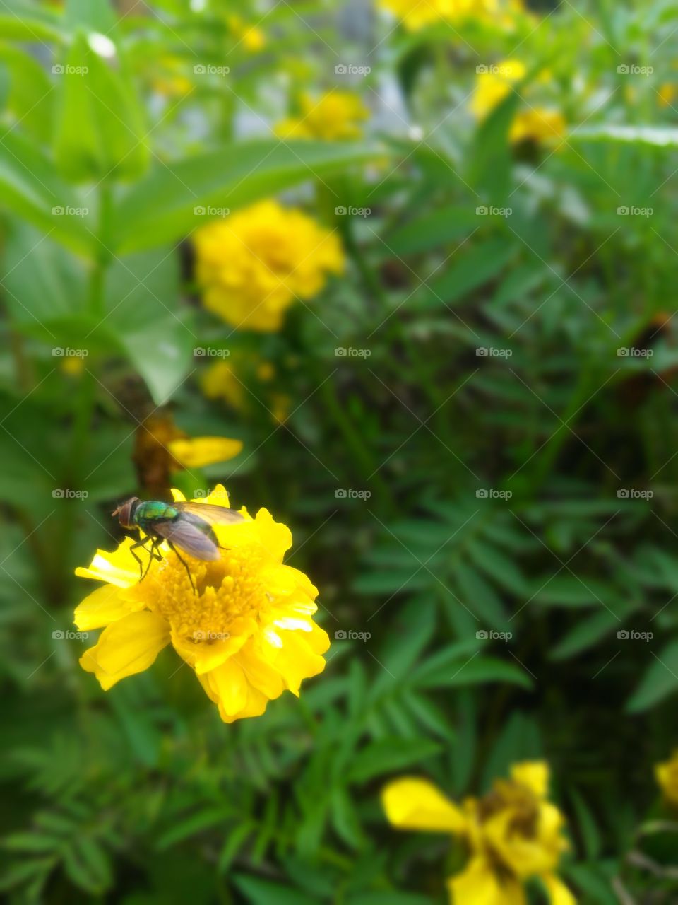 flies and yellow flowers