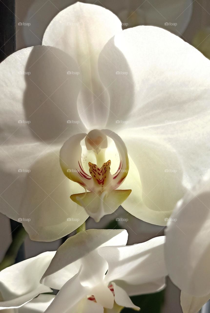 very beautiful white orchid flowers house plant, mobile photography