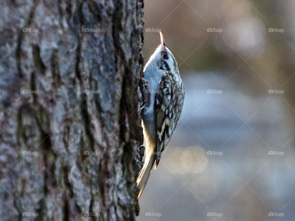 Treecreeper