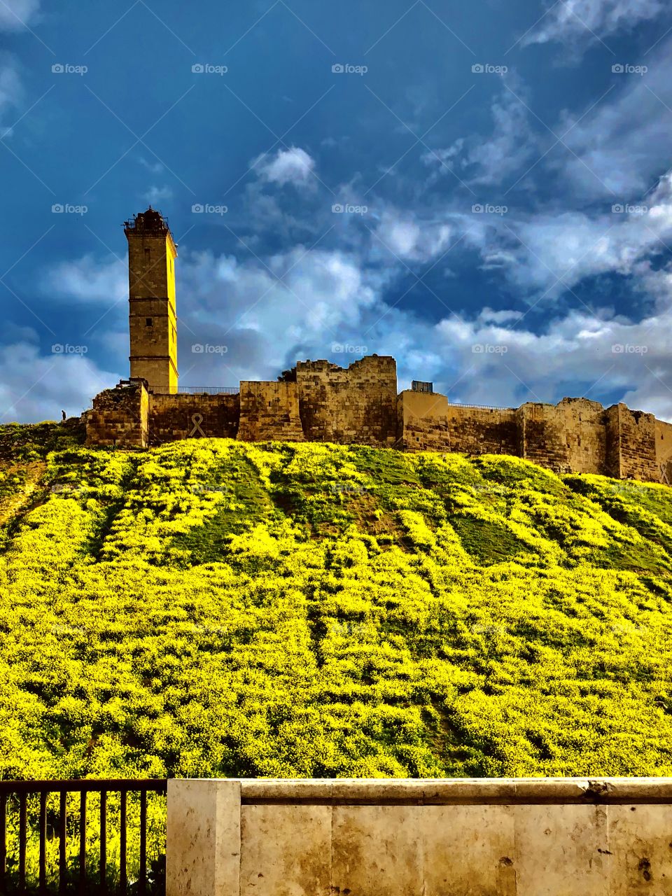 Aleppo castle with yellow plants 