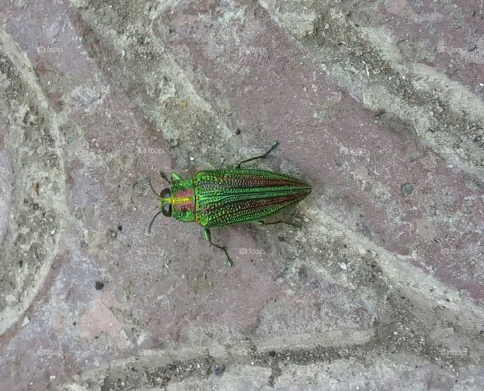 colorful insect