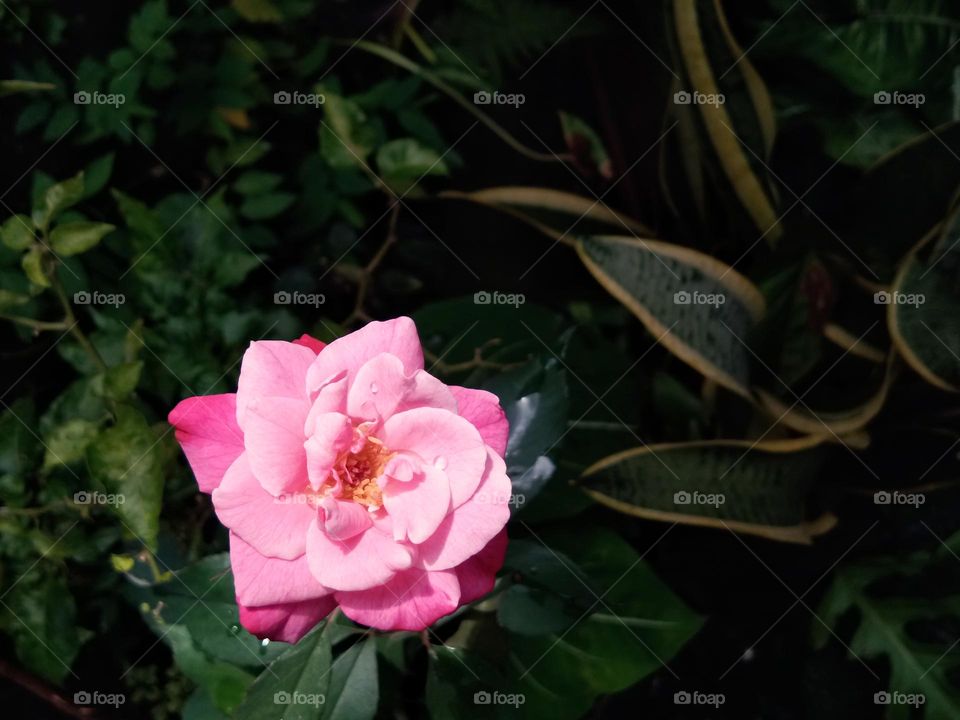 rose at the garden