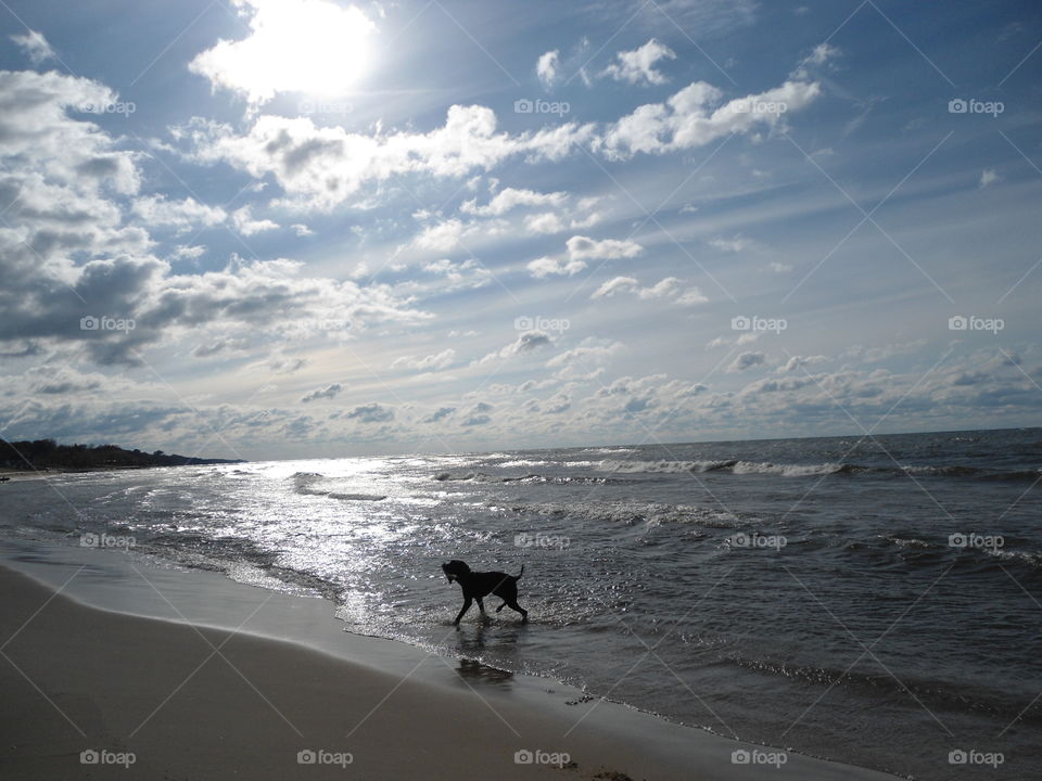 Bowser is a black lab who loves nothing more than to play fetch in the waves all day! This photo was taken at Lake Michigan in Michigan. 