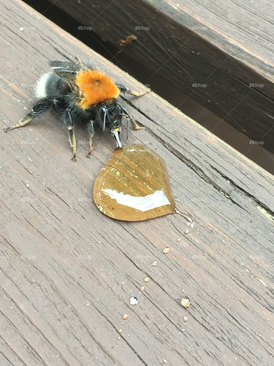 Feeding bees