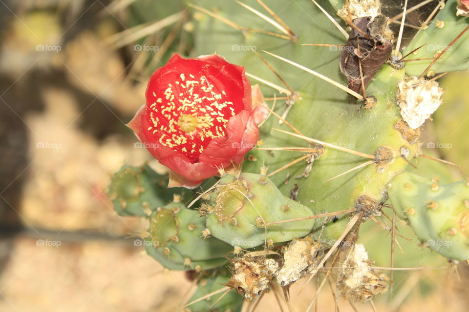 It is a cactus. The cactus flower is red. In the background of the photo you can see the spikes of the cactus.