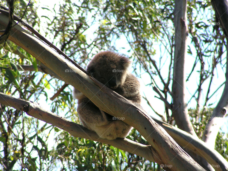 Sleeping koala on a tree