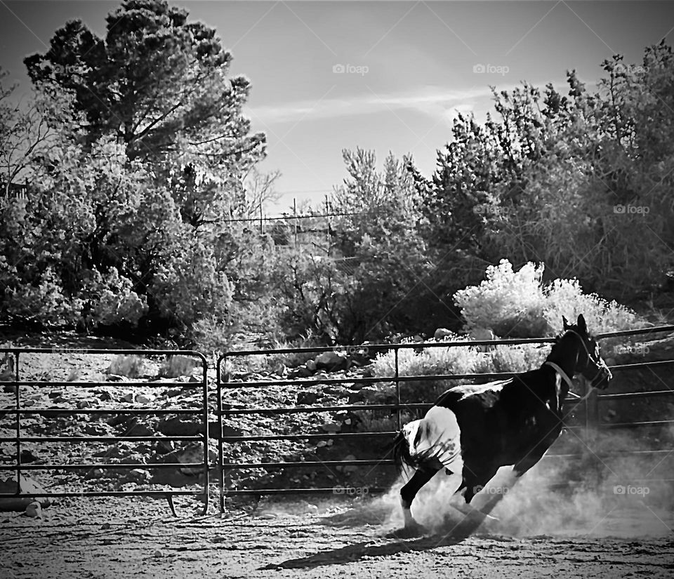 Foap Mission “Photo Of The Year Animals!” Beautiful Horse In Motion!