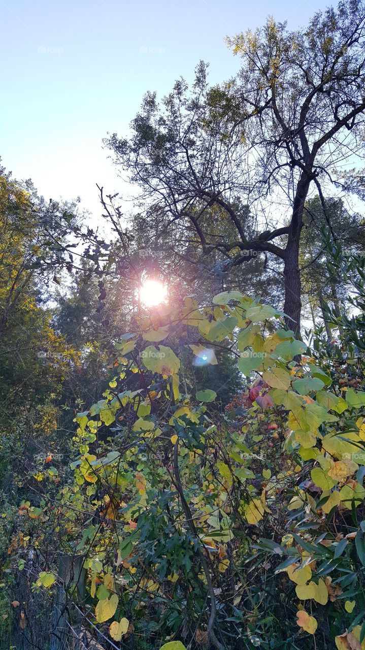 Sun beaming on grape leaves