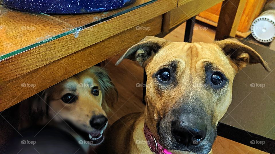 Begging under the table during supper time