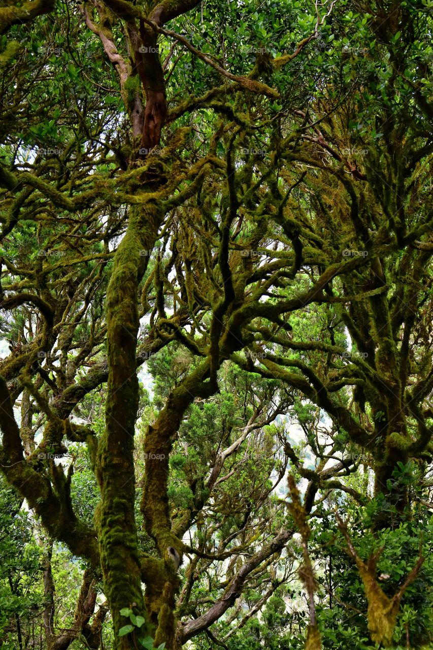 relict forest of garajonay national park on la gomera canary island in Spain