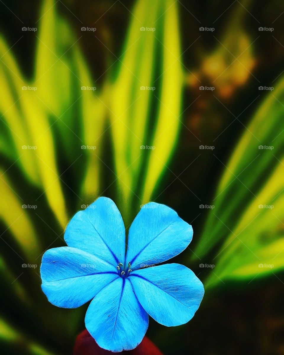 Bloom where you are planted