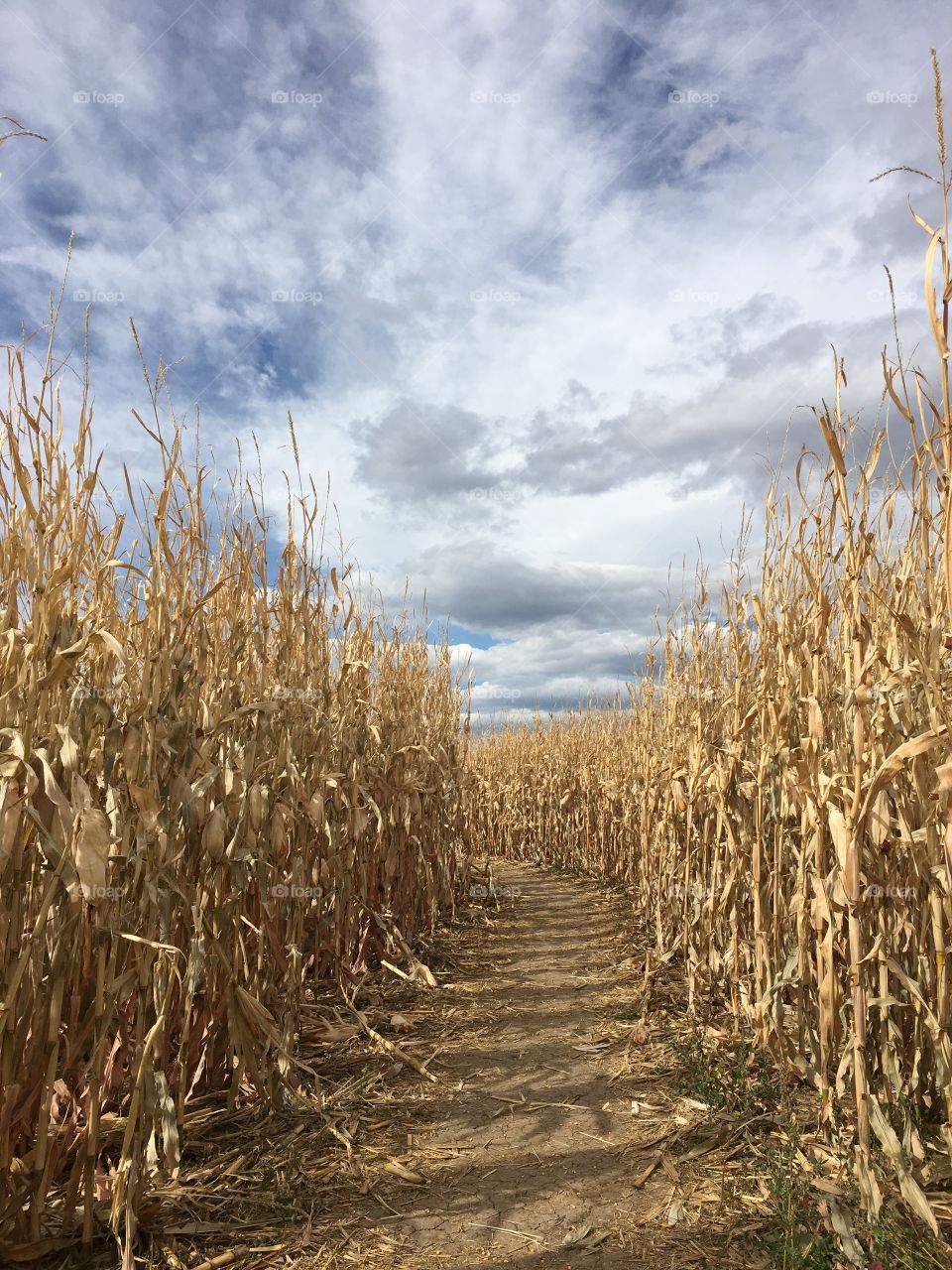 Pathway through cornfield
