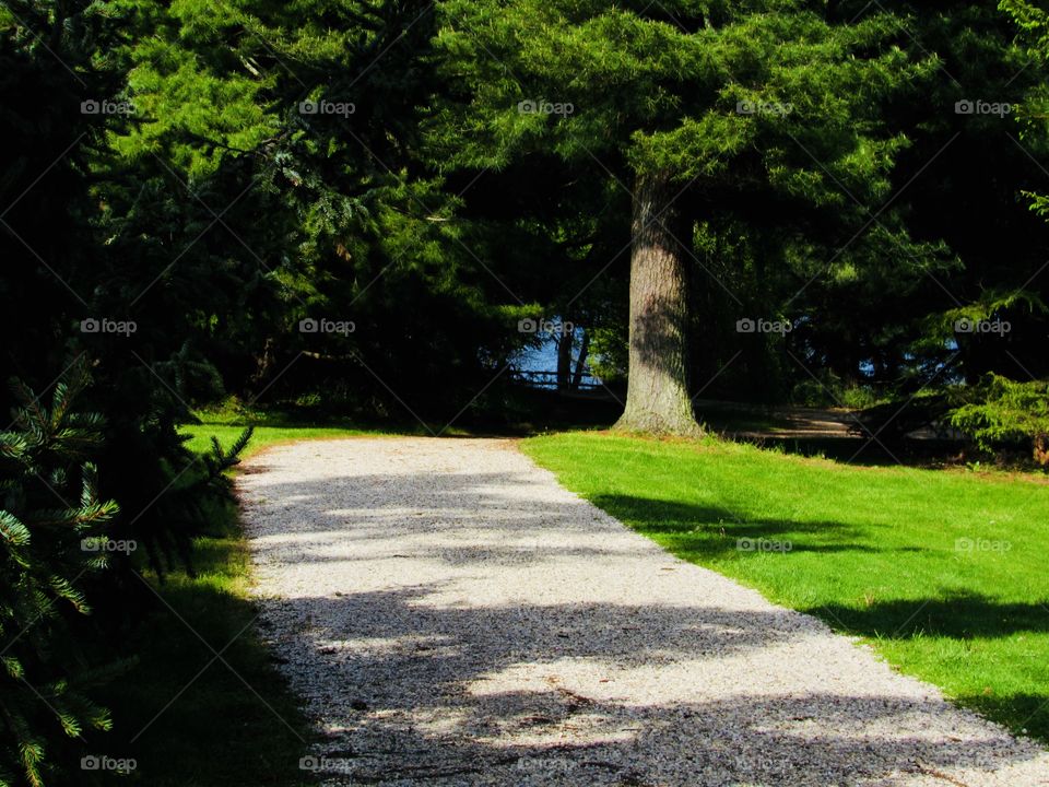 New York, Long Island, Nature, green leafs, trees, plants, outdoors, calm, relax, shades, grass, colors, Path, 