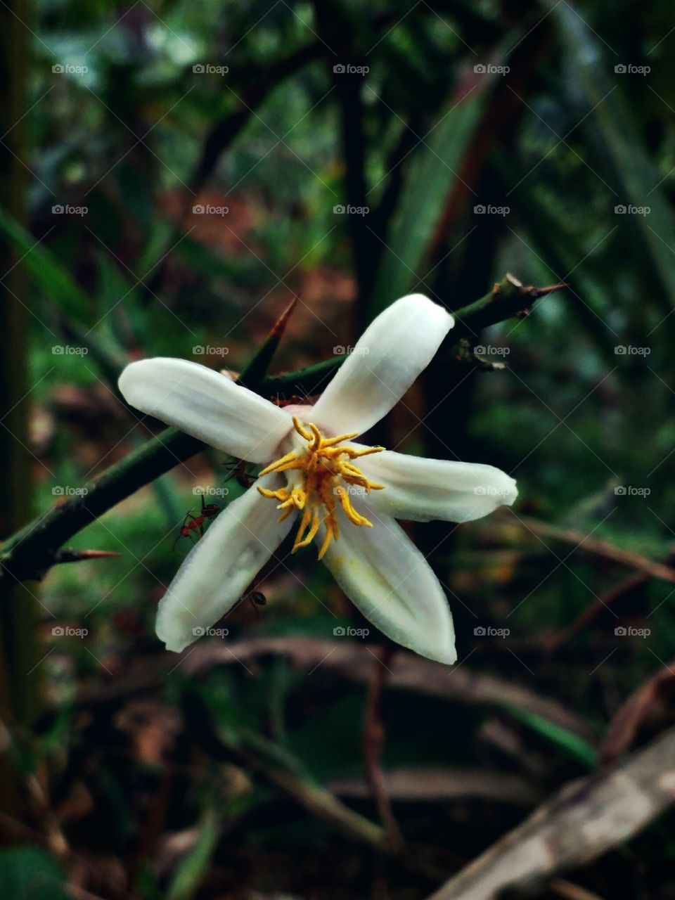 white flower