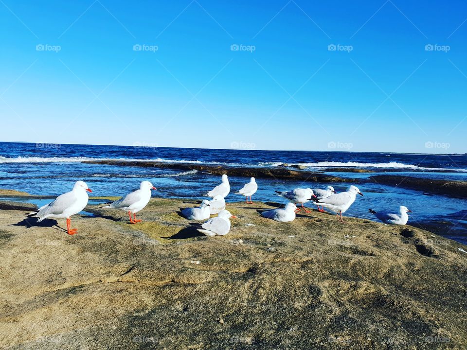 seagulls on beach rocks