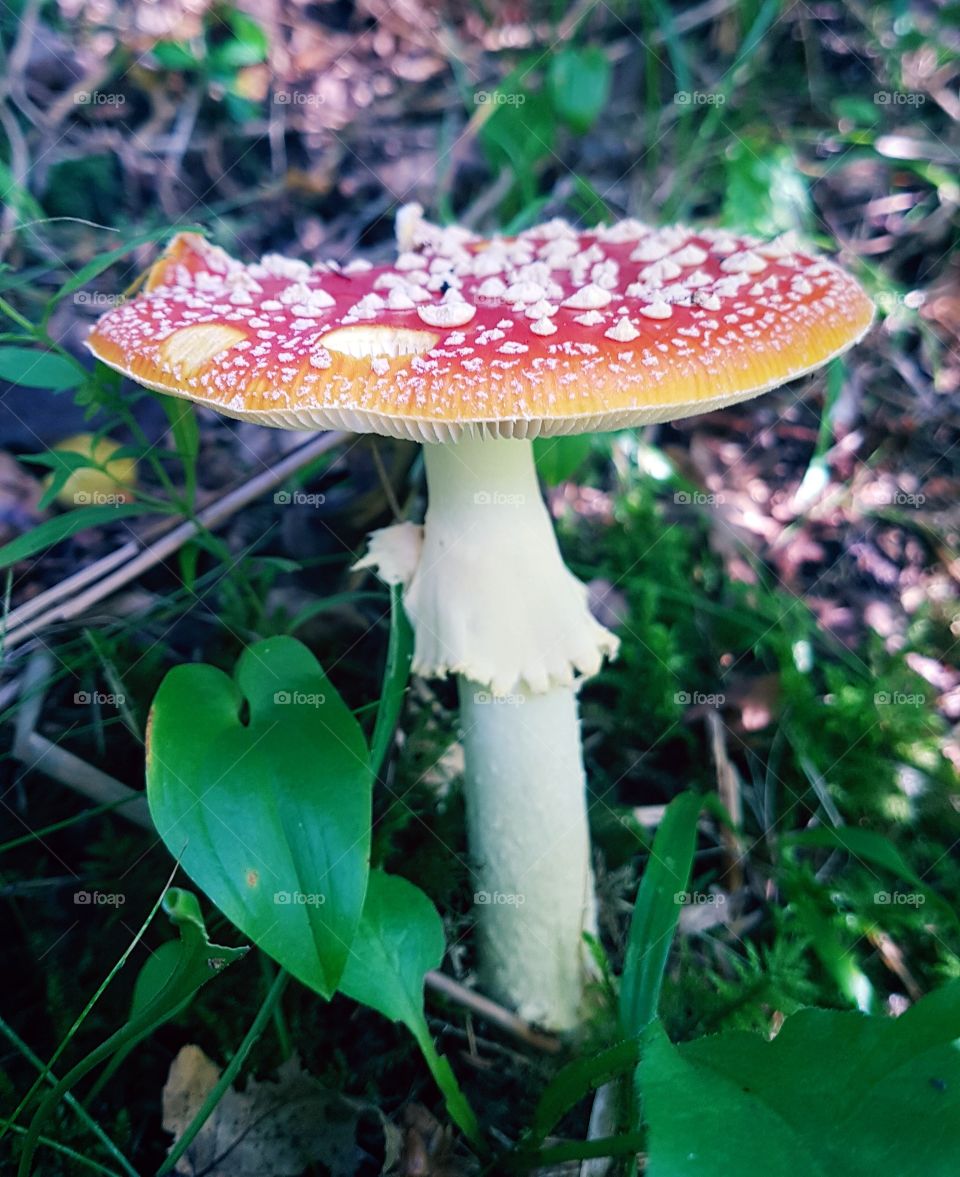 Amanita