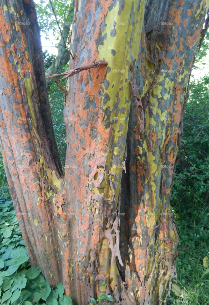 Rainbow eucalyptus tree