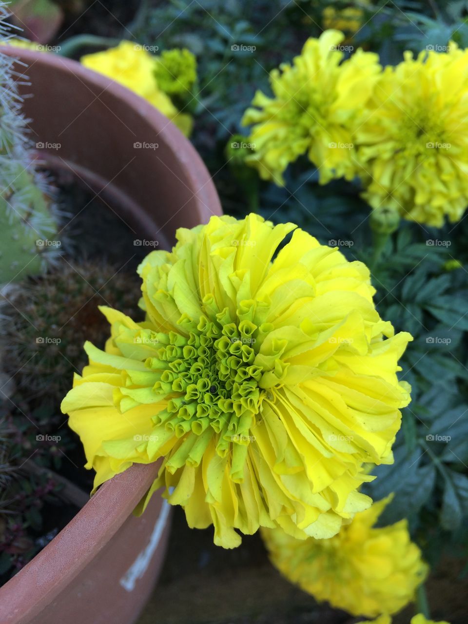 Yellow flora 
