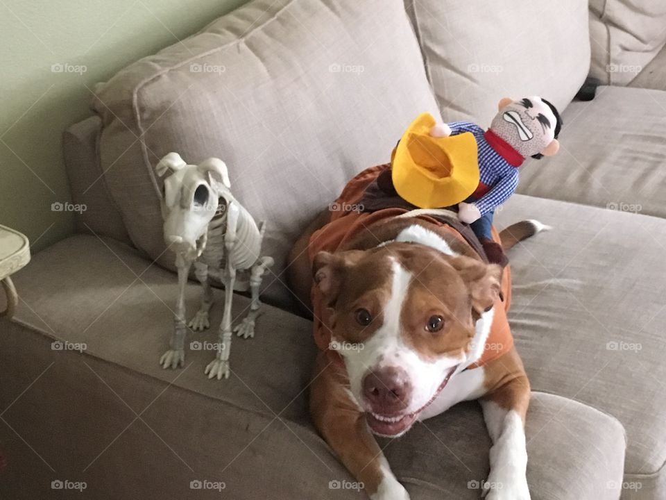 Beautiful pitbull wearing a costume saddle