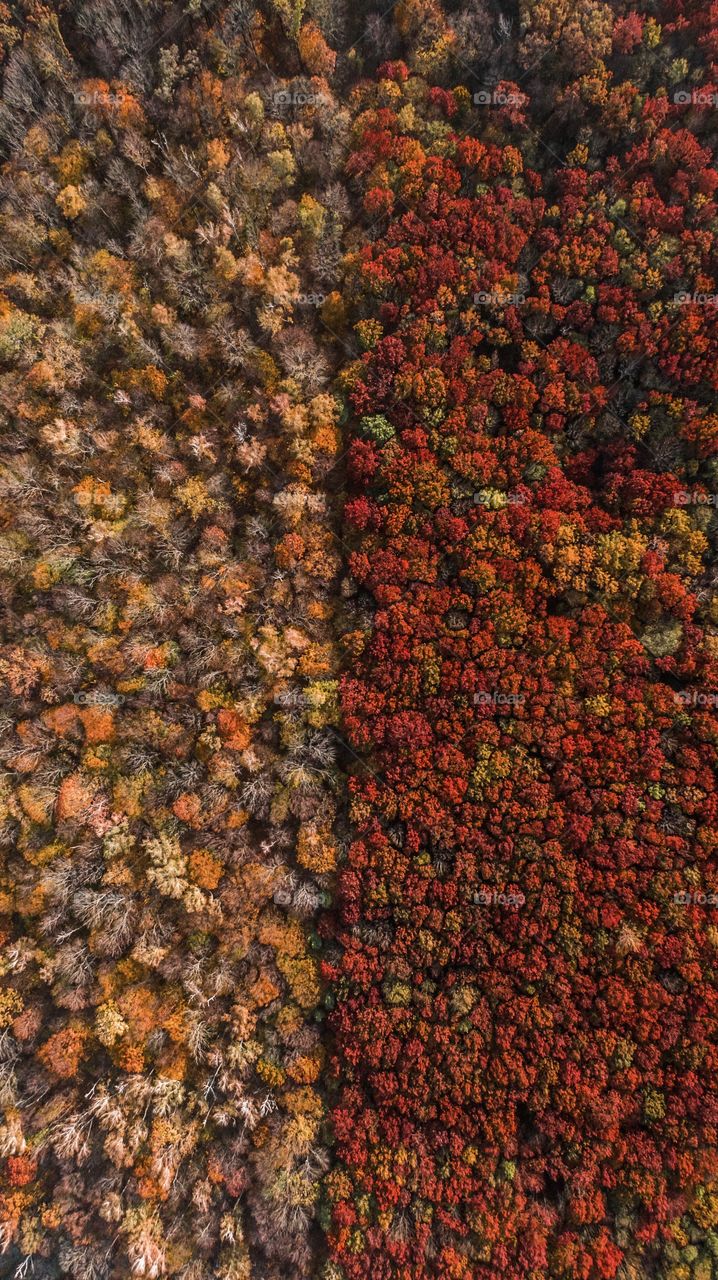 Autumn forest. Natural pattern of nature 