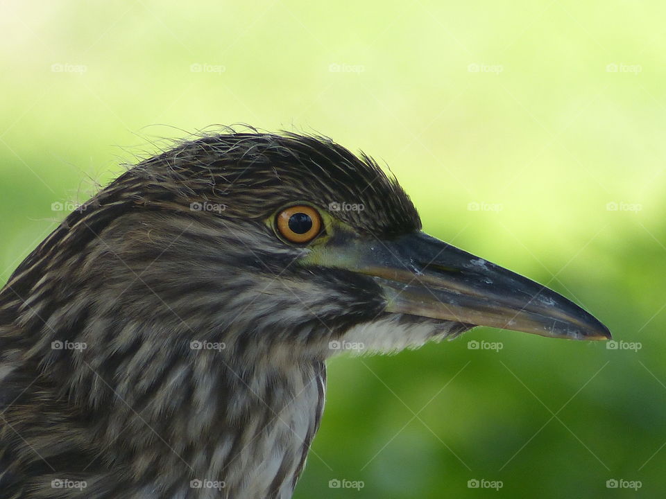 Young night heron