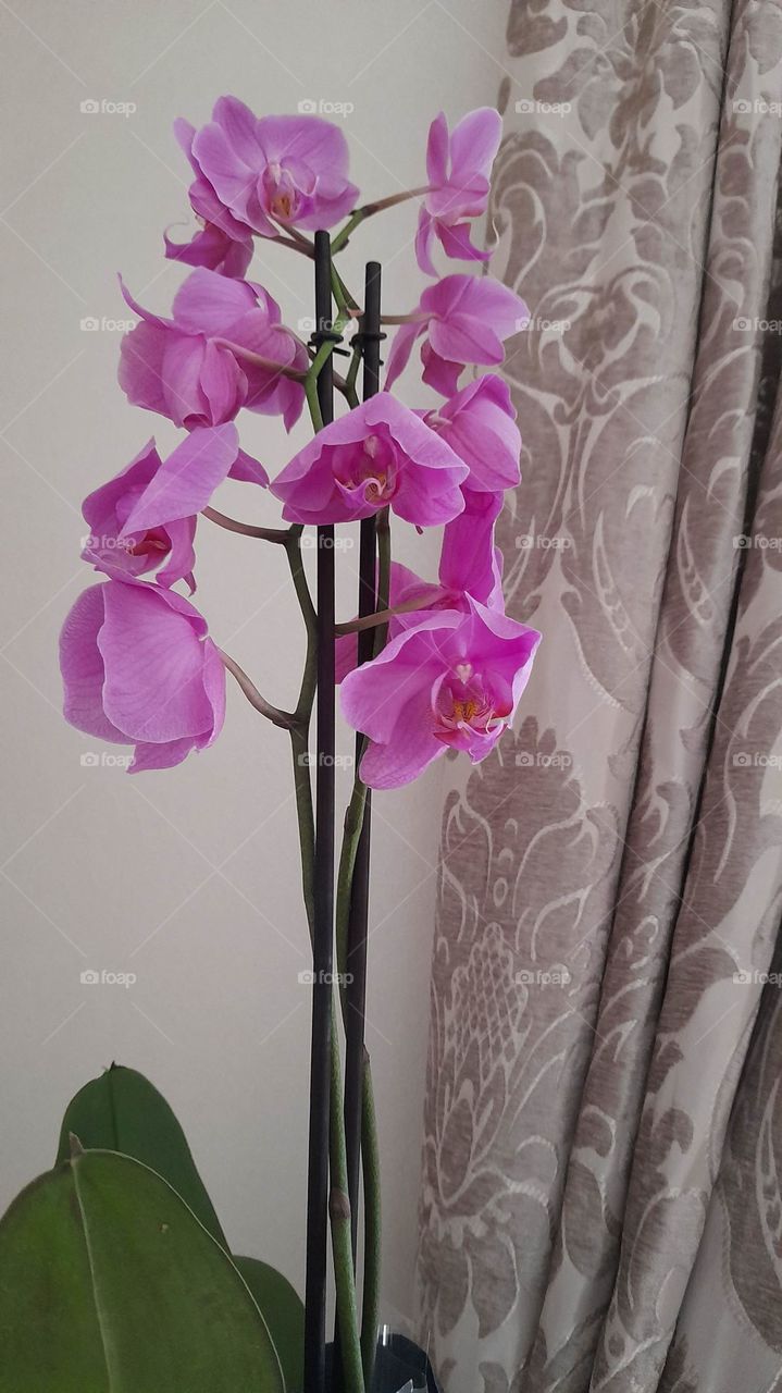 purple flower orchid