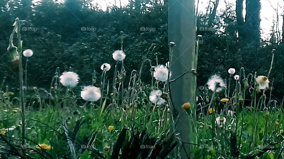 Dandelions