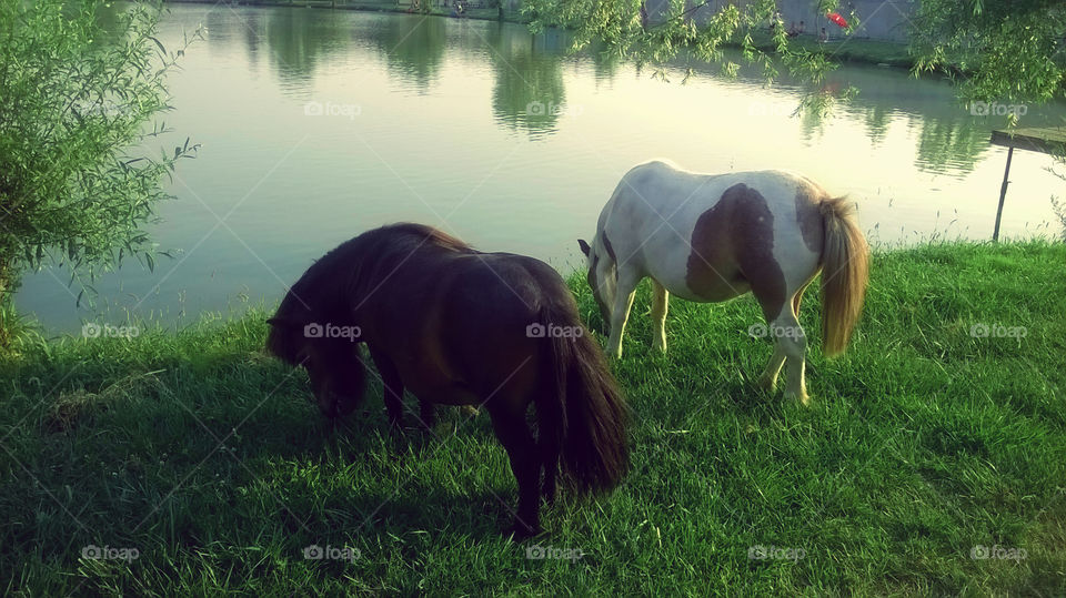 ponies and lake. horses