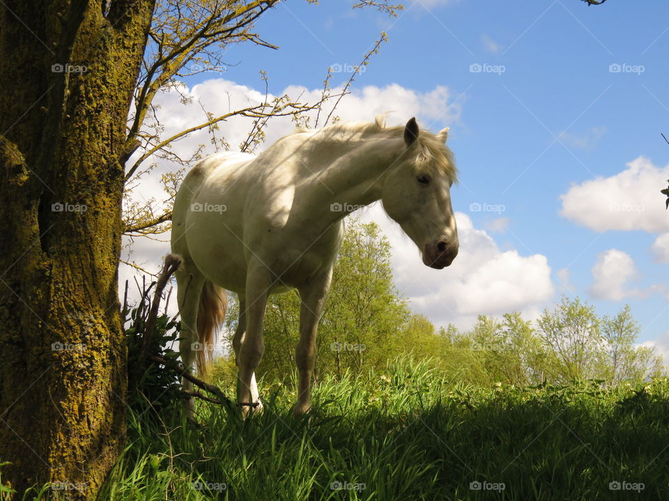 Dreamlike horse