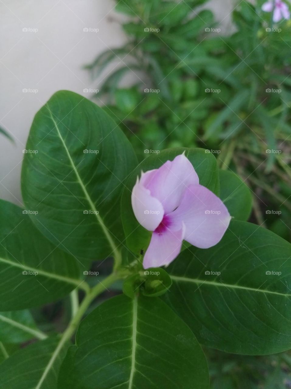 periwinkle pink flower seasonal fresh shurb small size looks very beautiful generally found everywhere