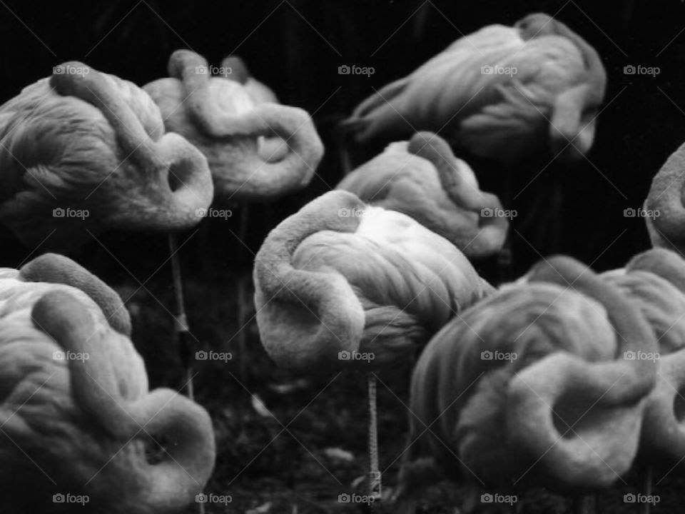 Flock of flamingos standing on one leg with necks curled up while sleeping 