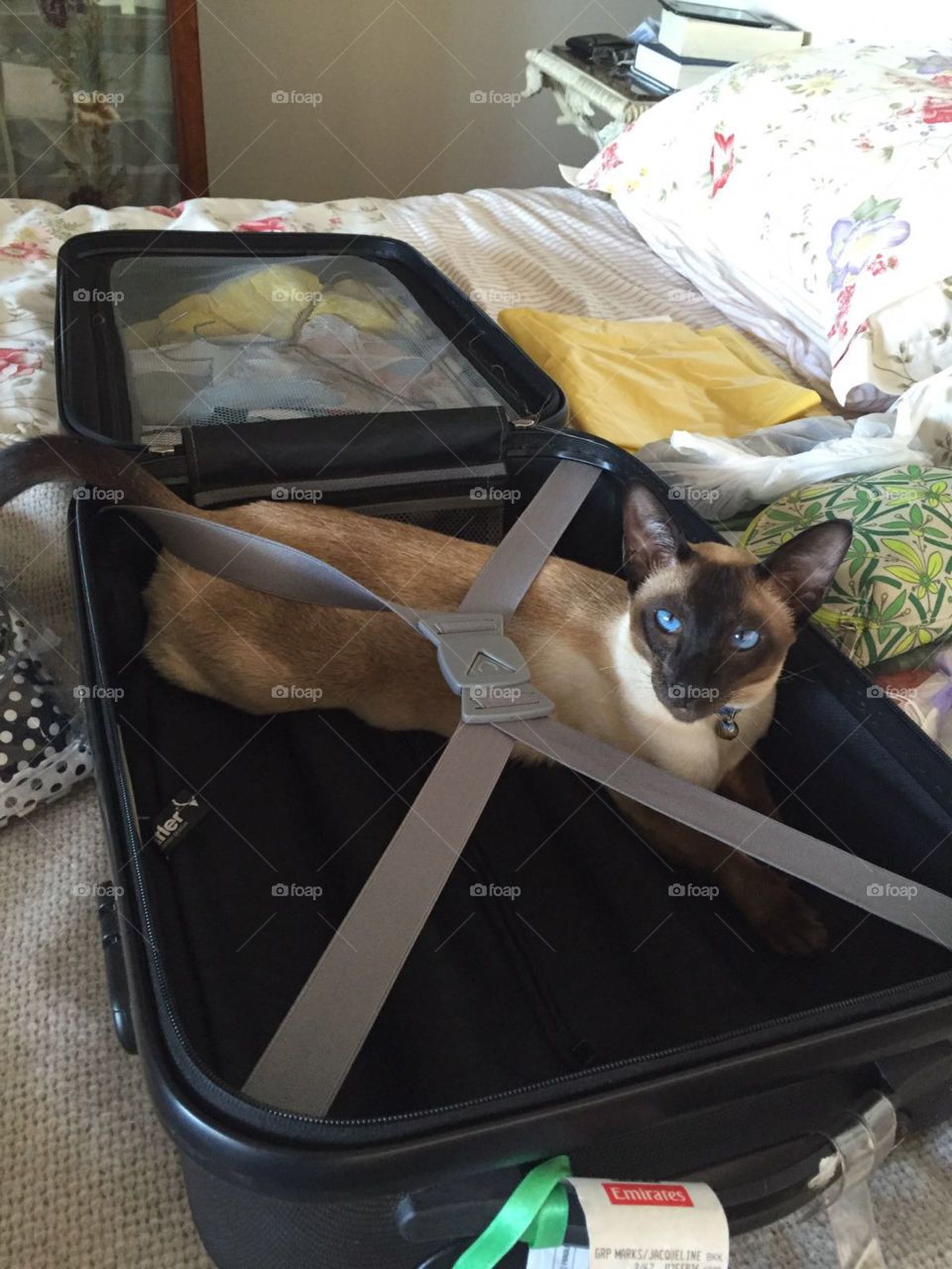 Holiday time! Siamese cat, chocolate point, blue eyes, travel, holiday, cheeky, getaway, 