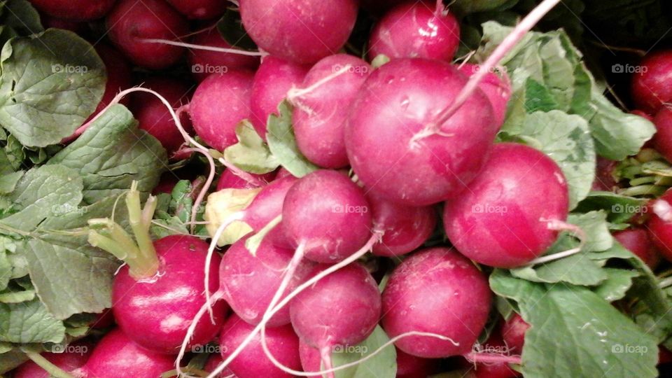 radishes are you