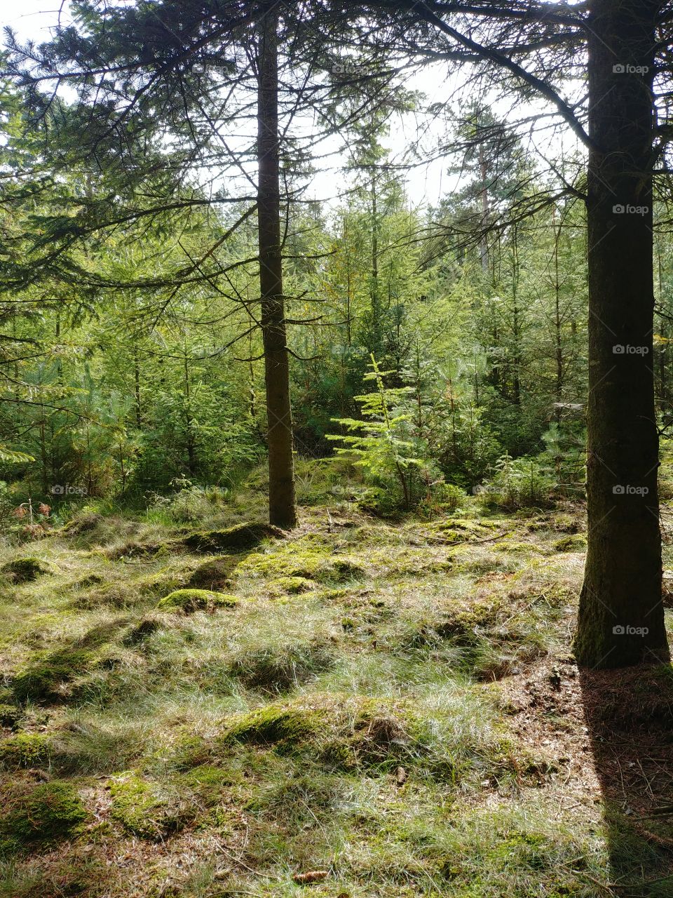 Forest wald wood tree baum tanne moos herbst autumn wiese suchen Märchen