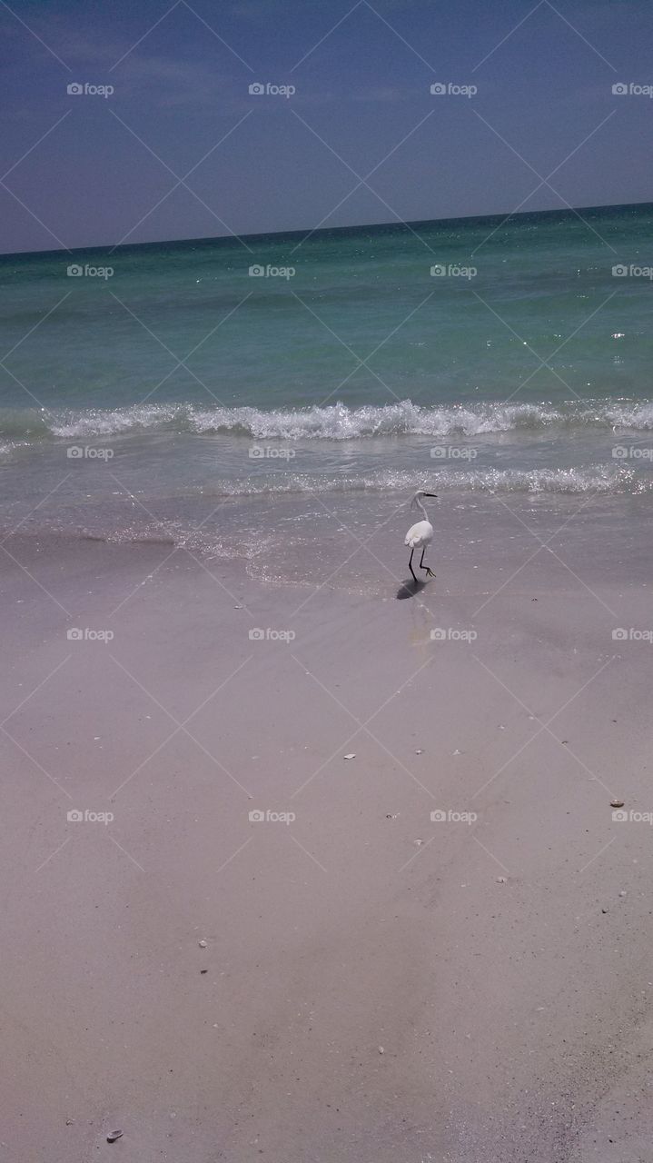 Crane Along the Beach in Siesta Key