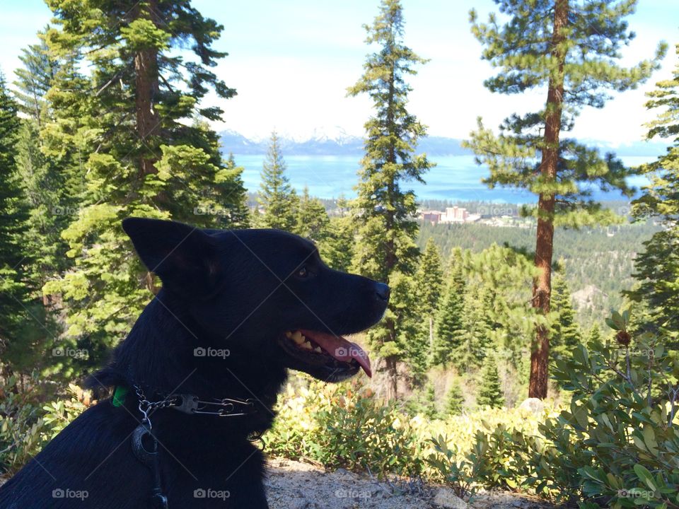 A dog and a lake