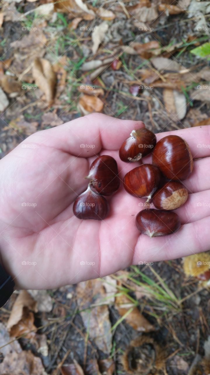 Chestnuts