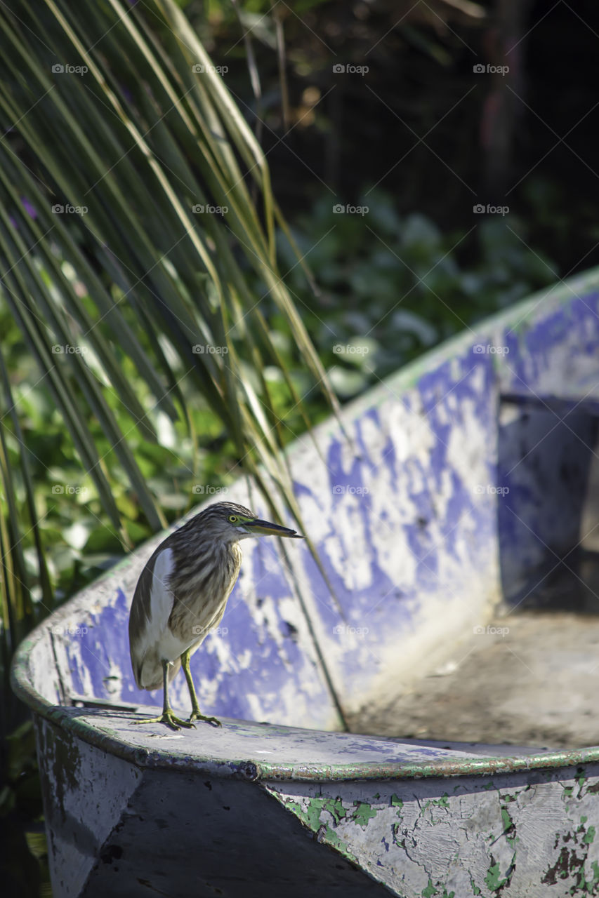 Brown Bird or Ixobrychus sinensis on a boat in the canal.