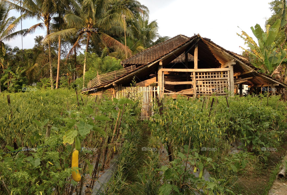 A traditional farm in Indonesia 