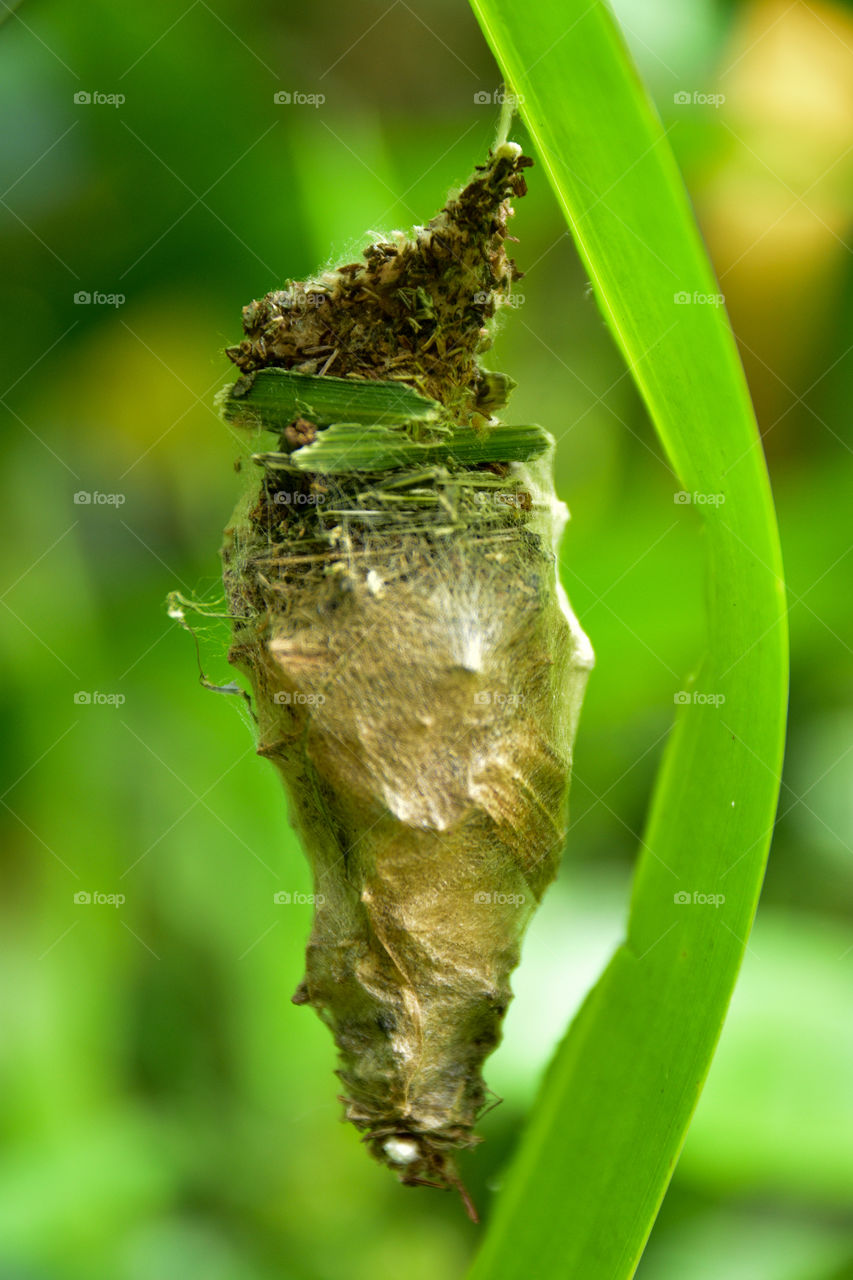Bicho-do-cesto, enquanto os machos ao chegarem a fase adulta se transformam em mariposas as fêmeas continuam lagartas vivendo no cesto.