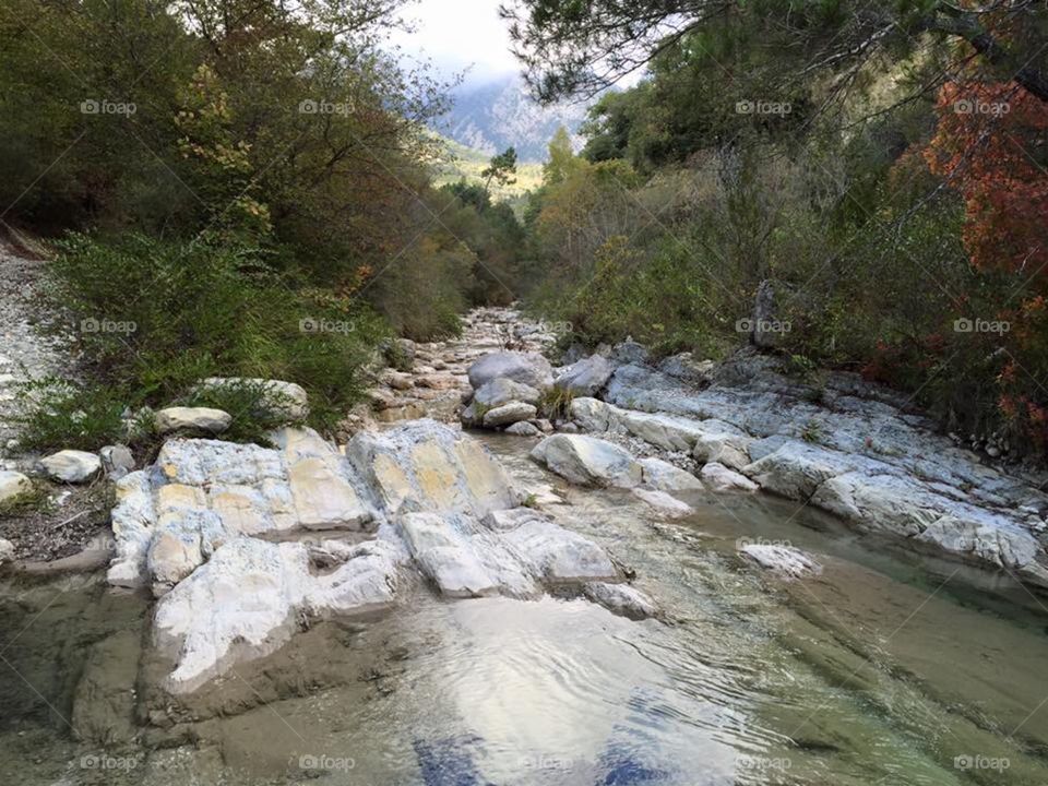 Scenic view of forest and river