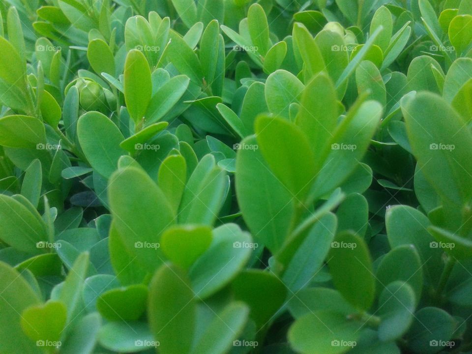 boxwood. this is beside the bedroom window