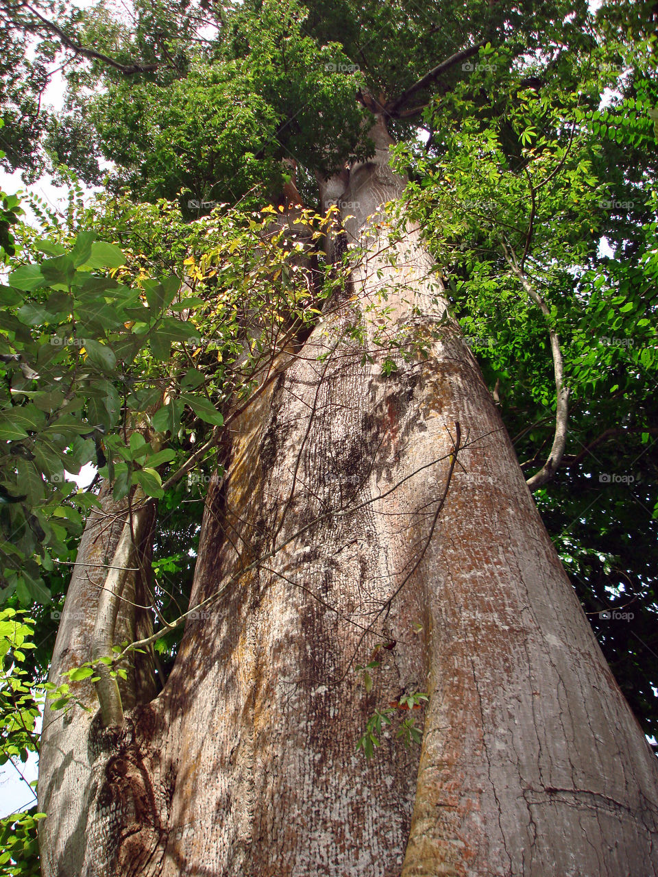 Large tree near the city of São Tomé, São Tomé & Principe