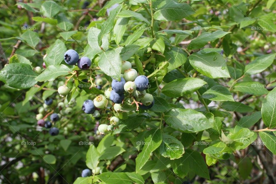 Blueberries